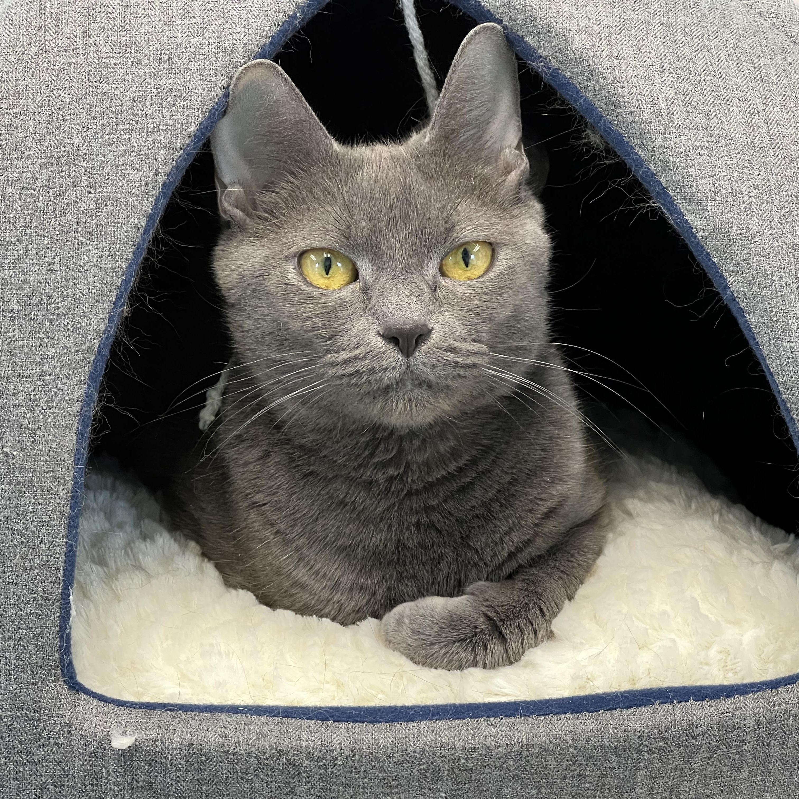 Rain, a ADOPTABLE Domestic Short Hair in Medfield, MA image 1/3