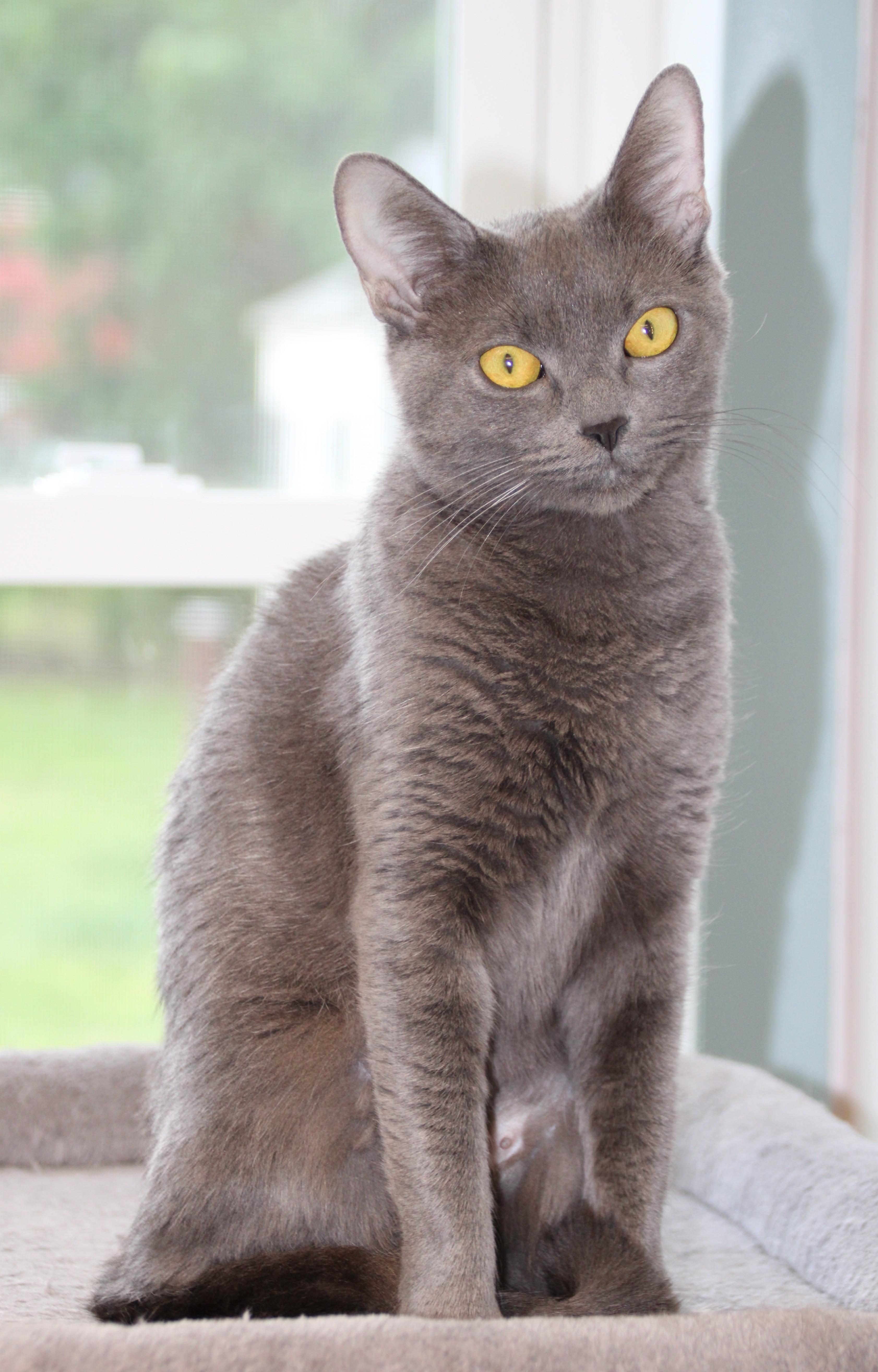 Rain, a ADOPTABLE Domestic Short Hair in Medfield, MA image 2/3