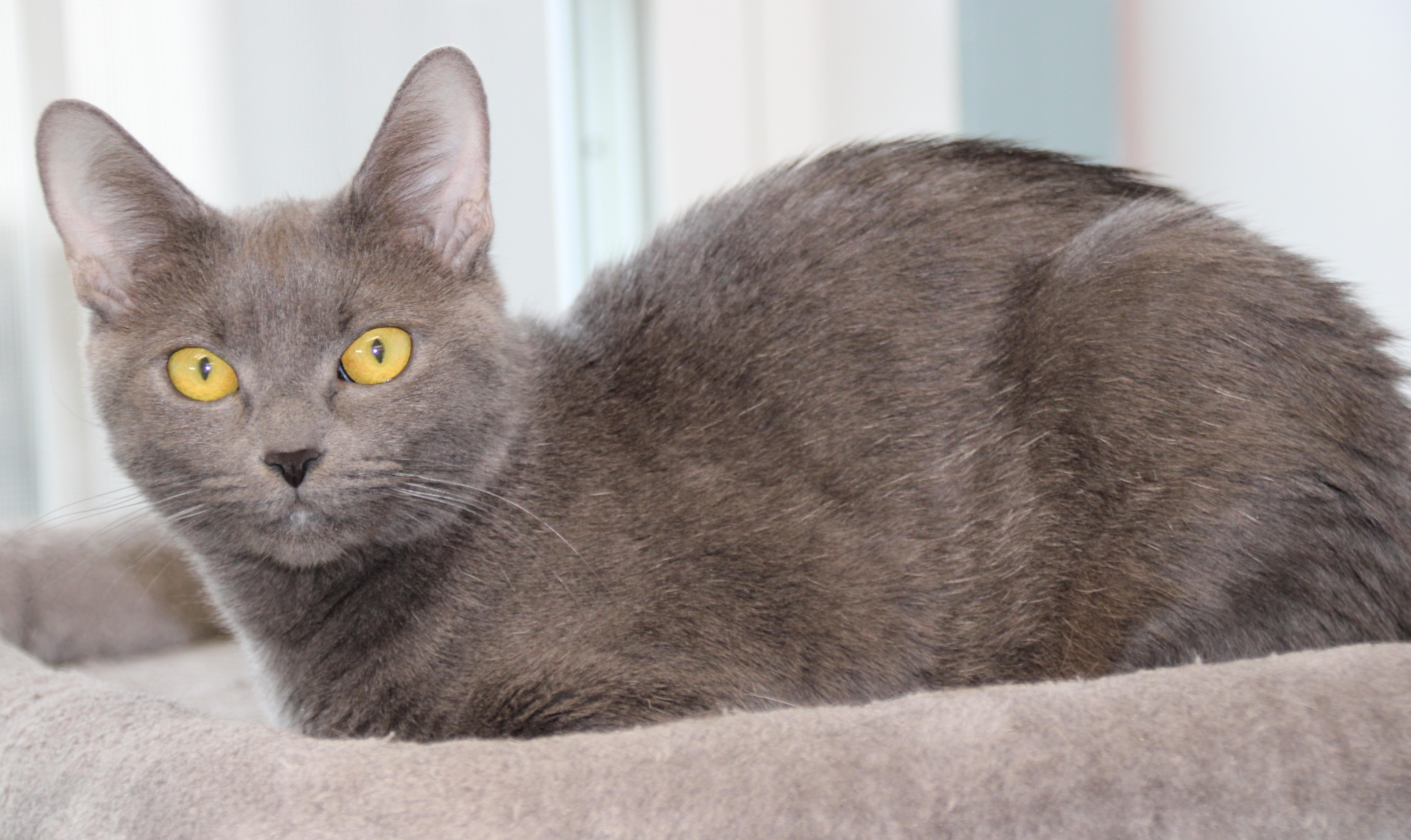 Rain, a ADOPTABLE Domestic Short Hair in Medfield, MA image 3/3