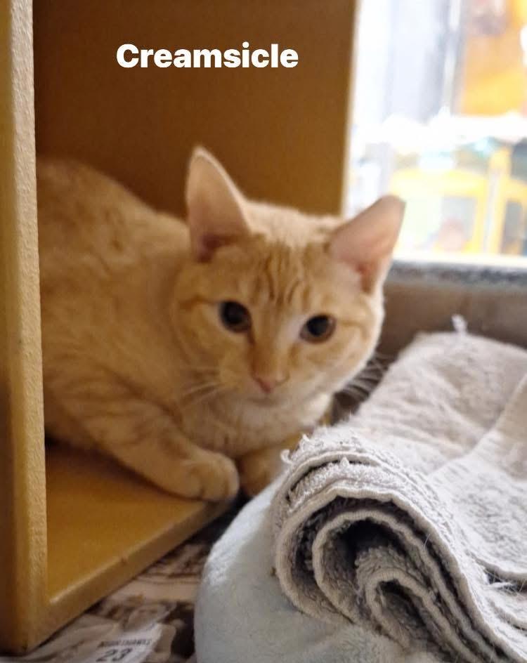 Creamsicle, Adoptable, Young Male Domestic Short Hair.