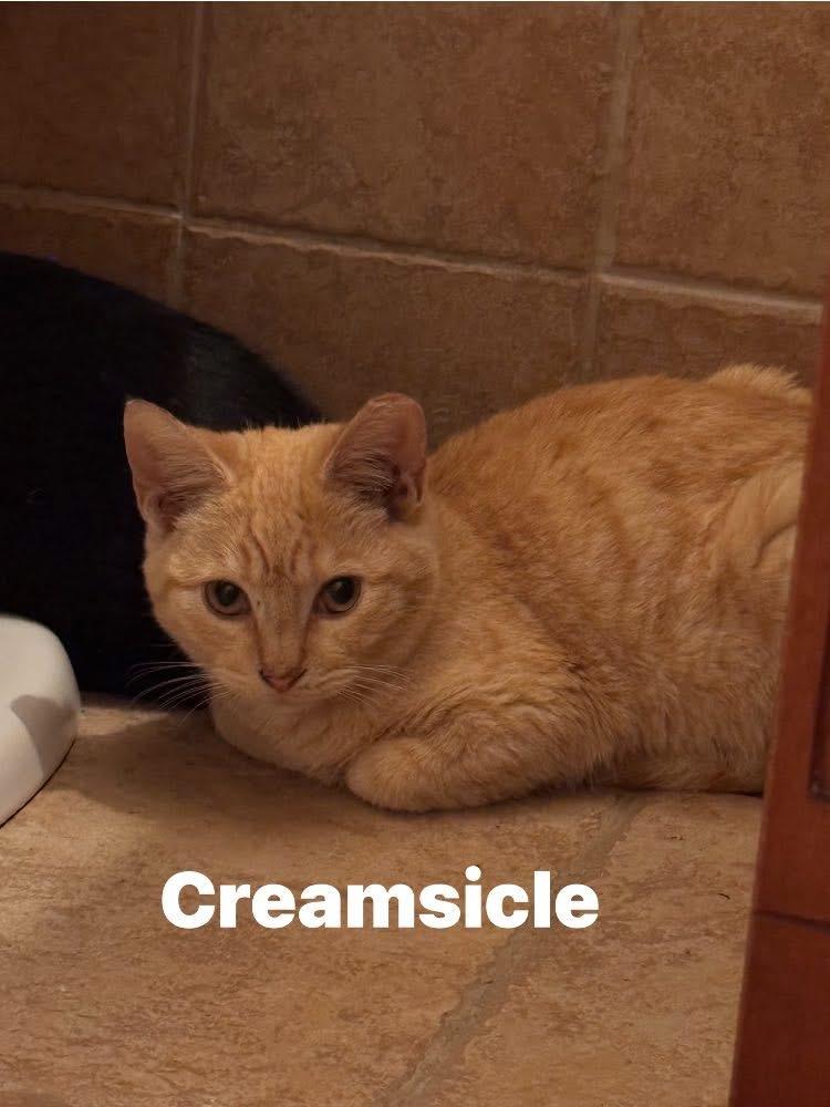 Creamsicle, Adoptable, Young Male Domestic Short Hair.