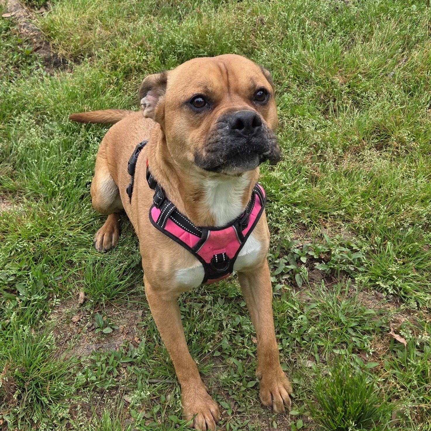 Enlarge Boogieman, a Adoptable Boxer in Madison, MS image 1/1