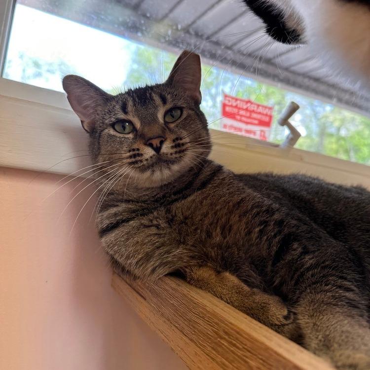 Enlarge Finn, a Adoptable Domestic Short Hair in Greensburg, PA image 1/2