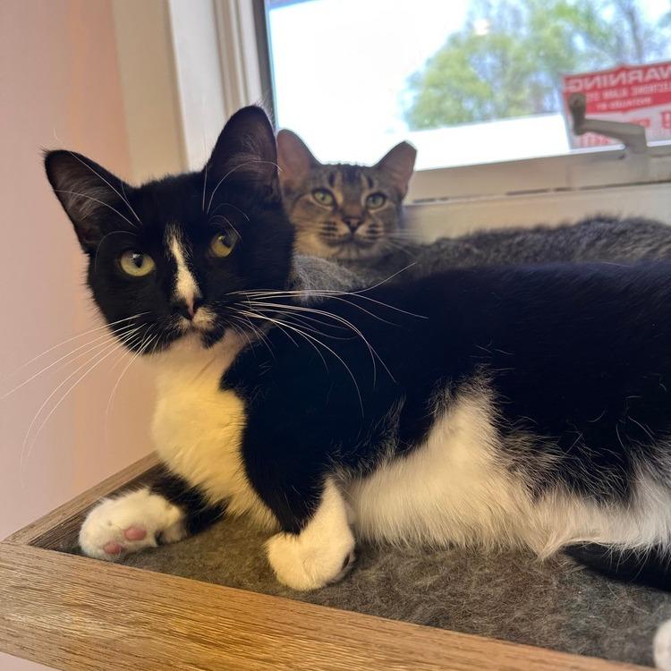 Enlarge Finn, a Adoptable Domestic Short Hair in Greensburg, PA image 2/2