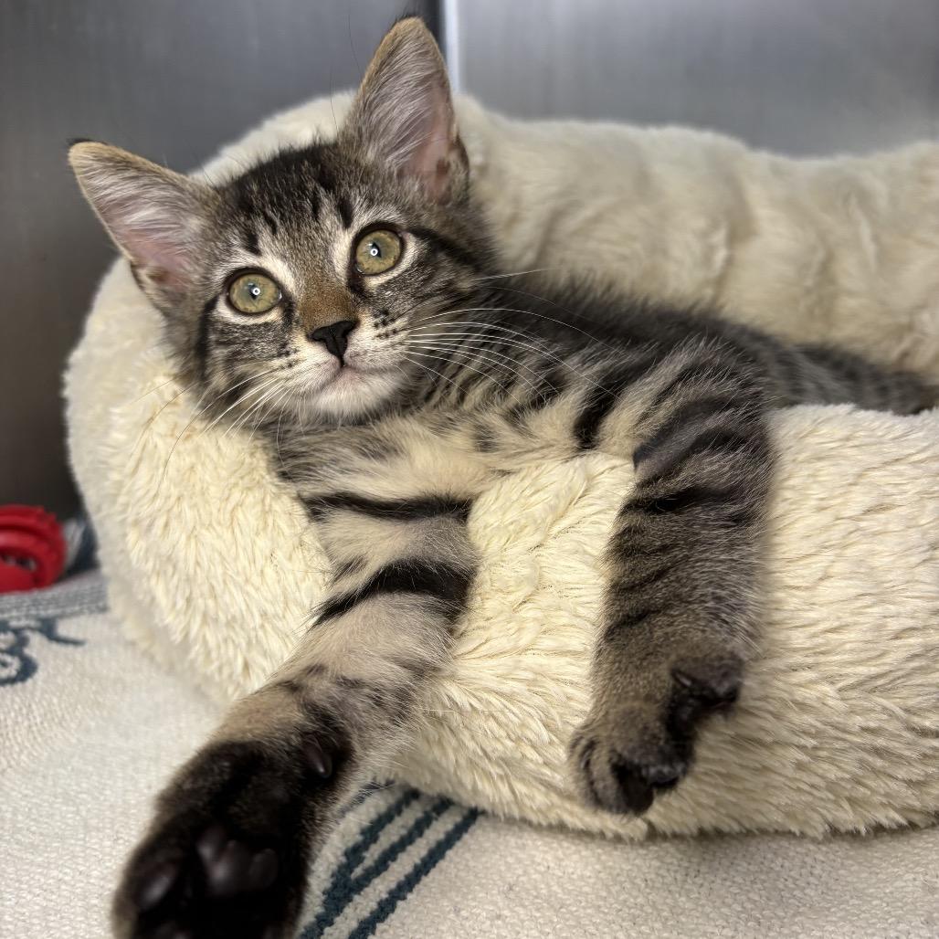 Chip, Adoptable, Kitten Male American Shorthair.