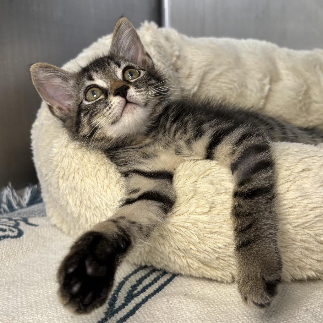Enlarge Chip, a Adoptable American Shorthair in Arden, NC image 2/6