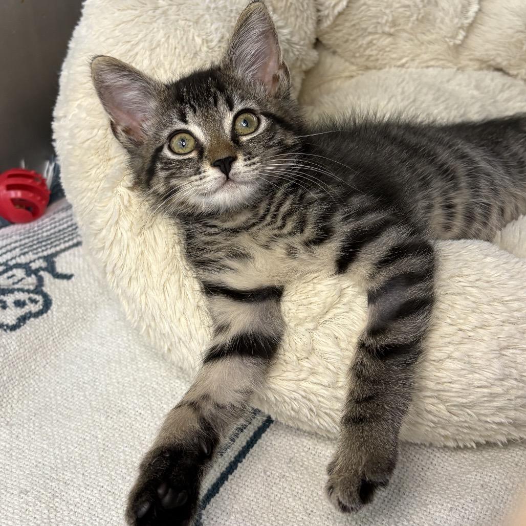 Enlarge Chip, a Adoptable American Shorthair in Arden, NC image 3/6
