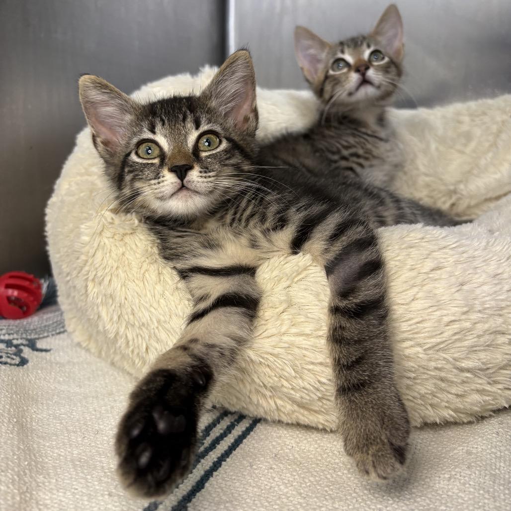 Enlarge Chip, a Adoptable American Shorthair in Arden, NC image 4/6