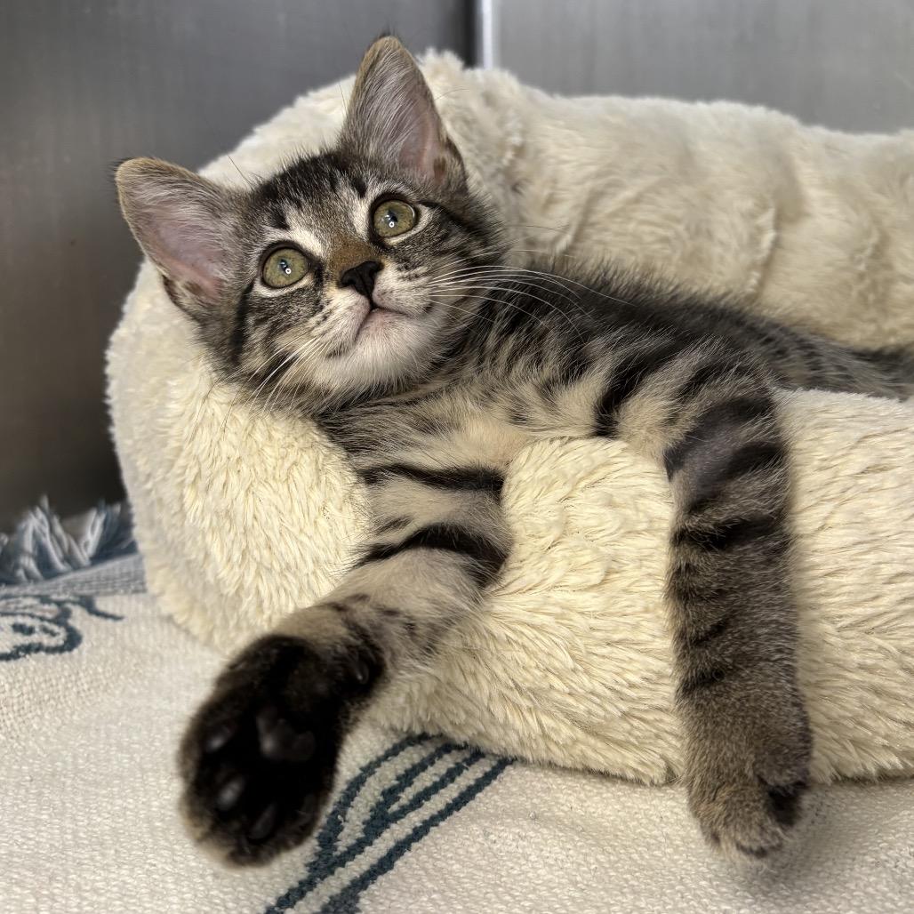 Enlarge Chip, a Adoptable American Shorthair in Arden, NC image 6/6