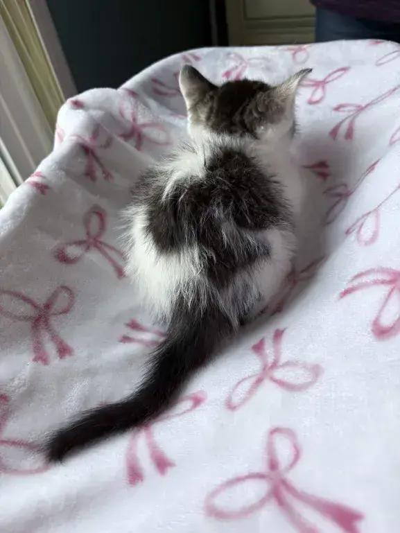 Checkers, Adoptable, Kitten Male Domestic Medium Hair.