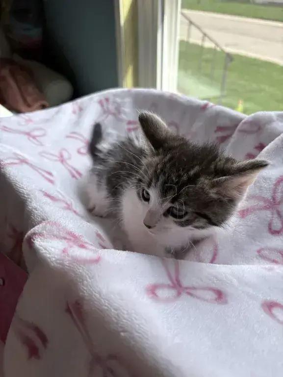 Enlarge Checkers, a Adoptable Domestic Medium Hair in Grand Rapids, MI image 2/6