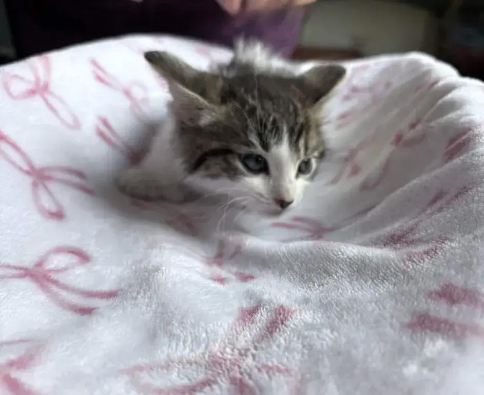 Enlarge Checkers, a Adoptable Domestic Medium Hair in Grand Rapids, MI image 3/6