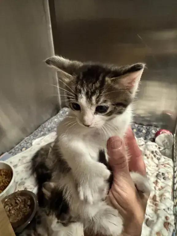 Enlarge Checkers, a Adoptable Domestic Medium Hair in Grand Rapids, MI image 4/6