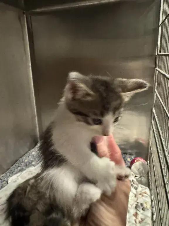 Enlarge Checkers, a Adoptable Domestic Medium Hair in Grand Rapids, MI image 5/6