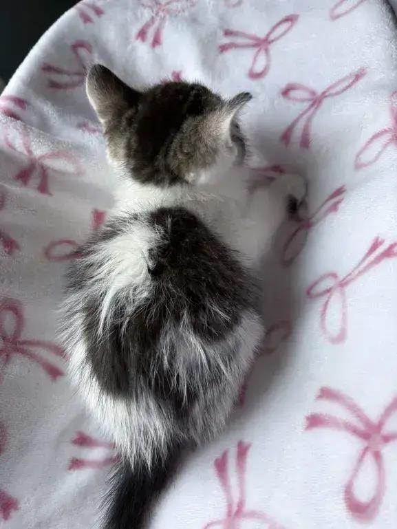 Enlarge Checkers, a Adoptable Domestic Medium Hair in Grand Rapids, MI image 6/6