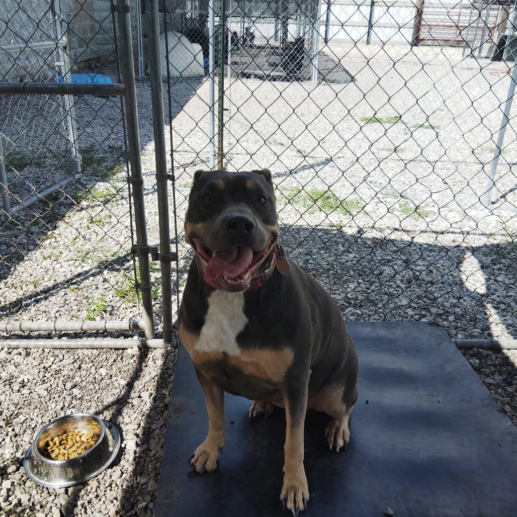 Califorinia, Adoptable, Adult Female Pit Bull Terrier.