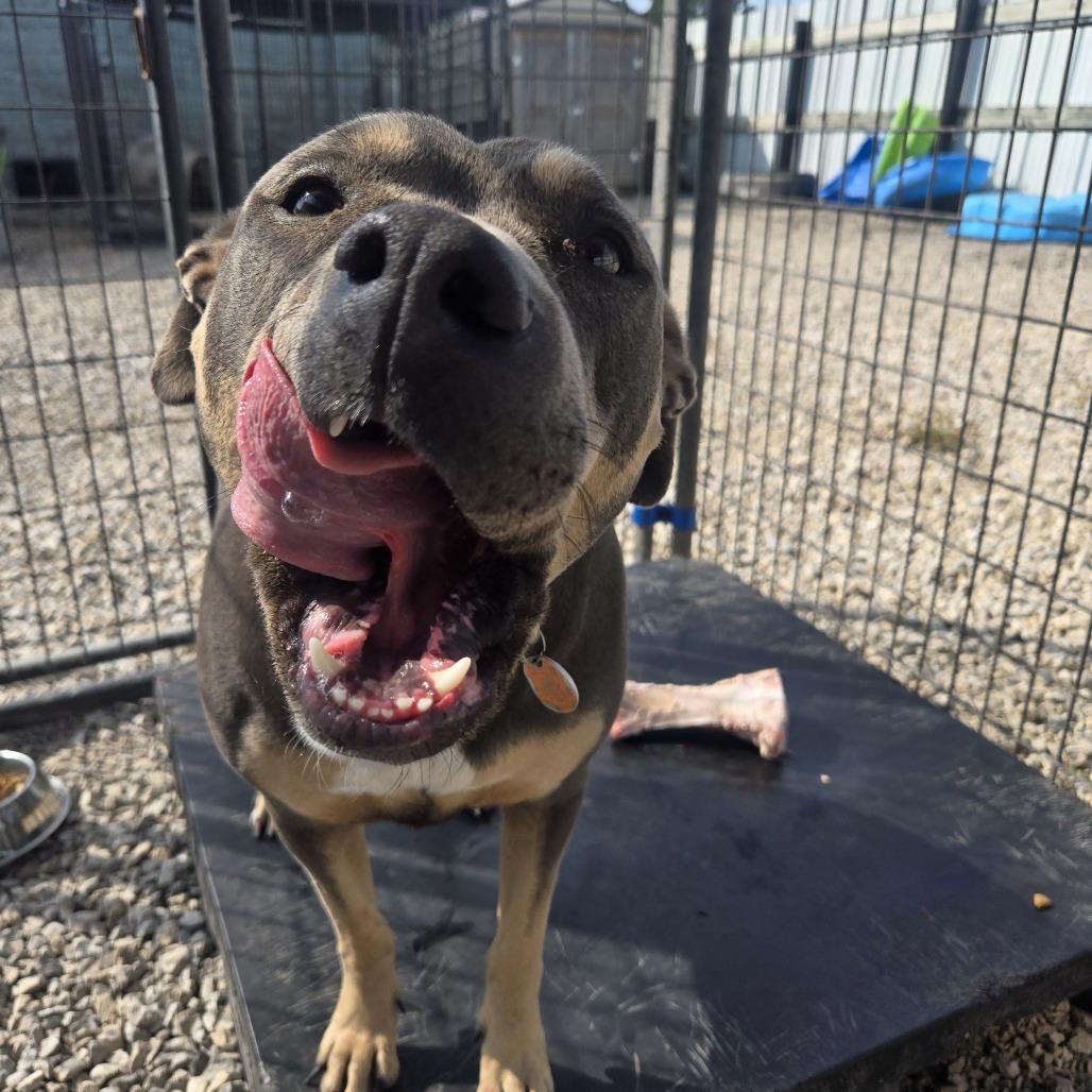 Enlarge Califorinia, a Adoptable Pit Bull Terrier in Tipton, IA image 2/3