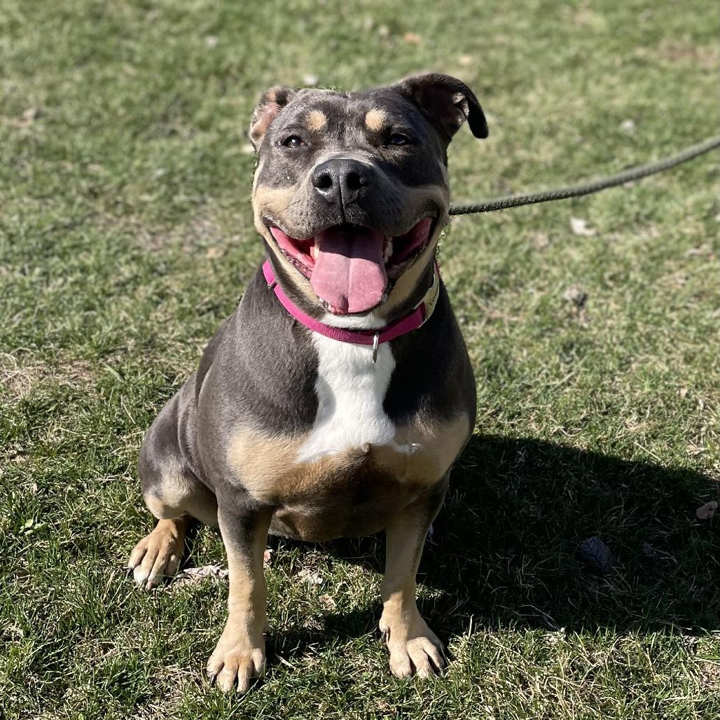 Enlarge Califorinia, a Adoptable Pit Bull Terrier in Tipton, IA image 3/4