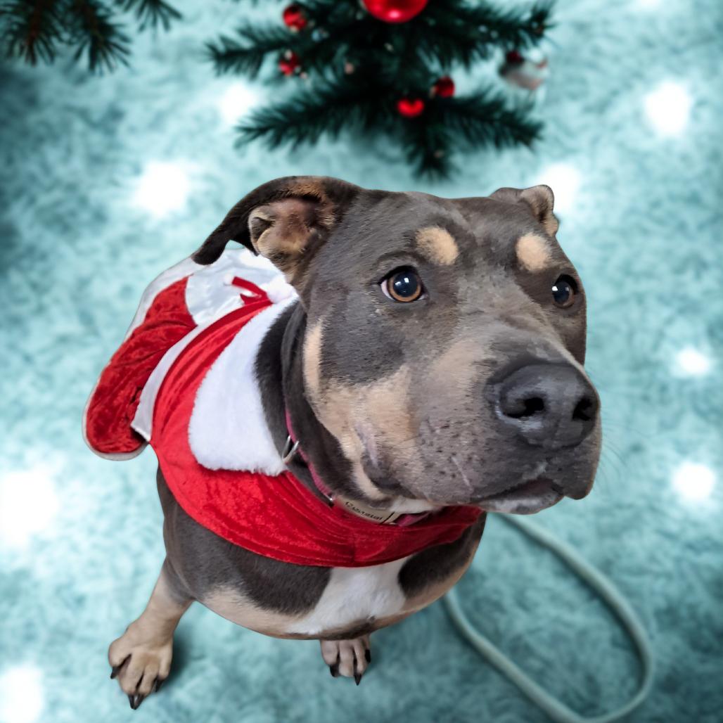 Enlarge Califorinia, a Adoptable Pit Bull Terrier in Tipton, IA image 3/3