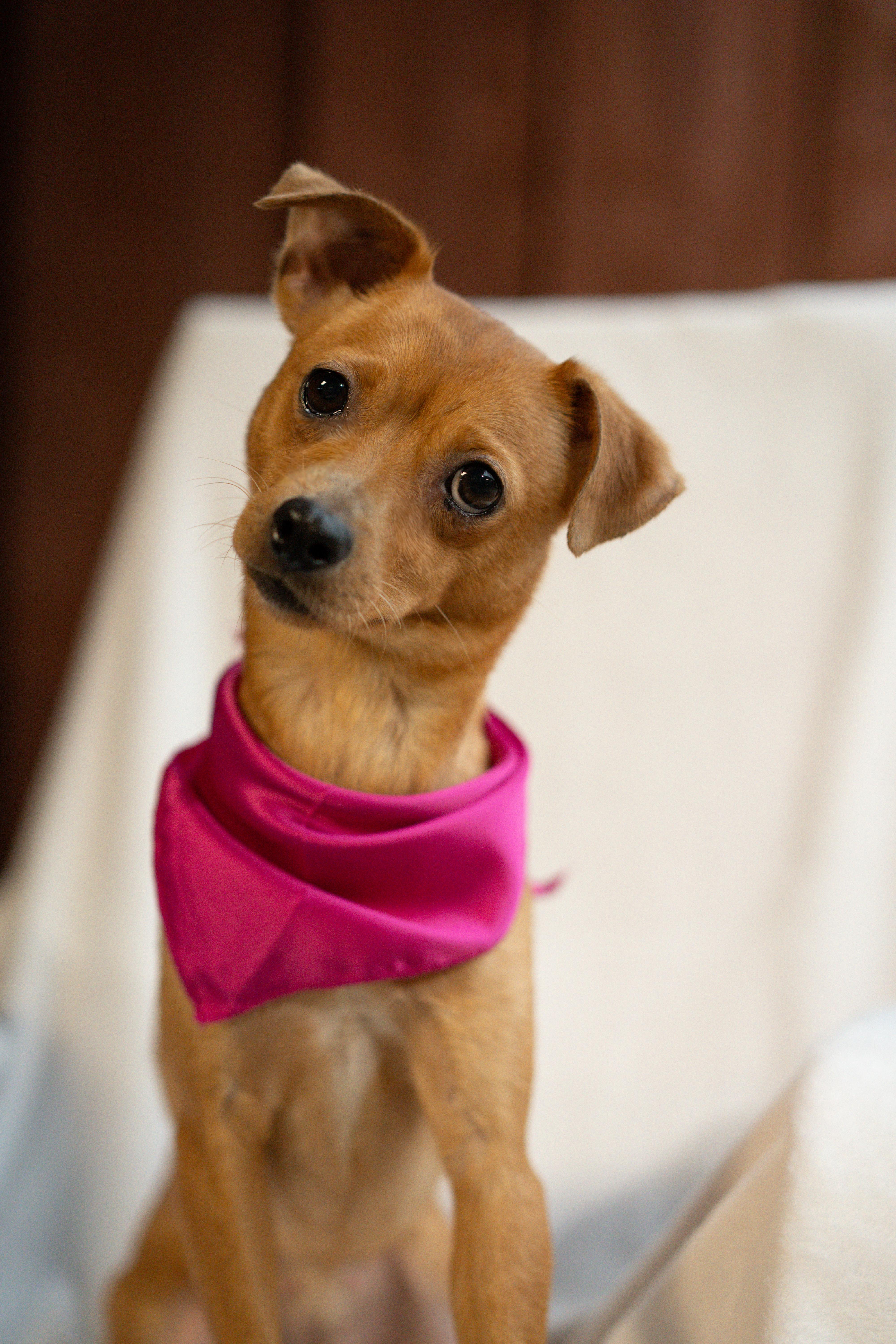 Merlot, Adopted, Young Female Chihuahua.