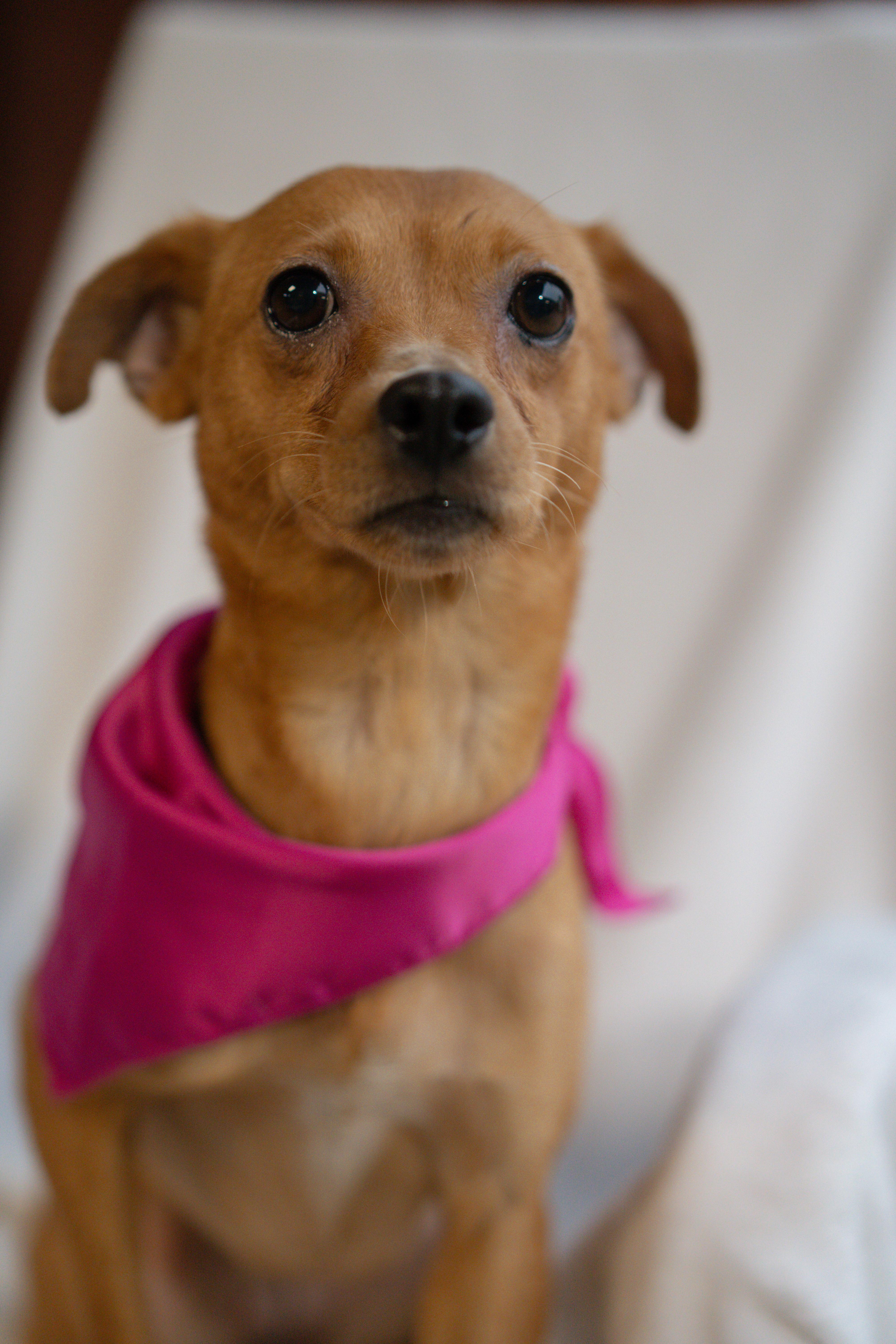 Enlarge Merlot, a Adopted mixed breed in Miramar, FL image 3/4