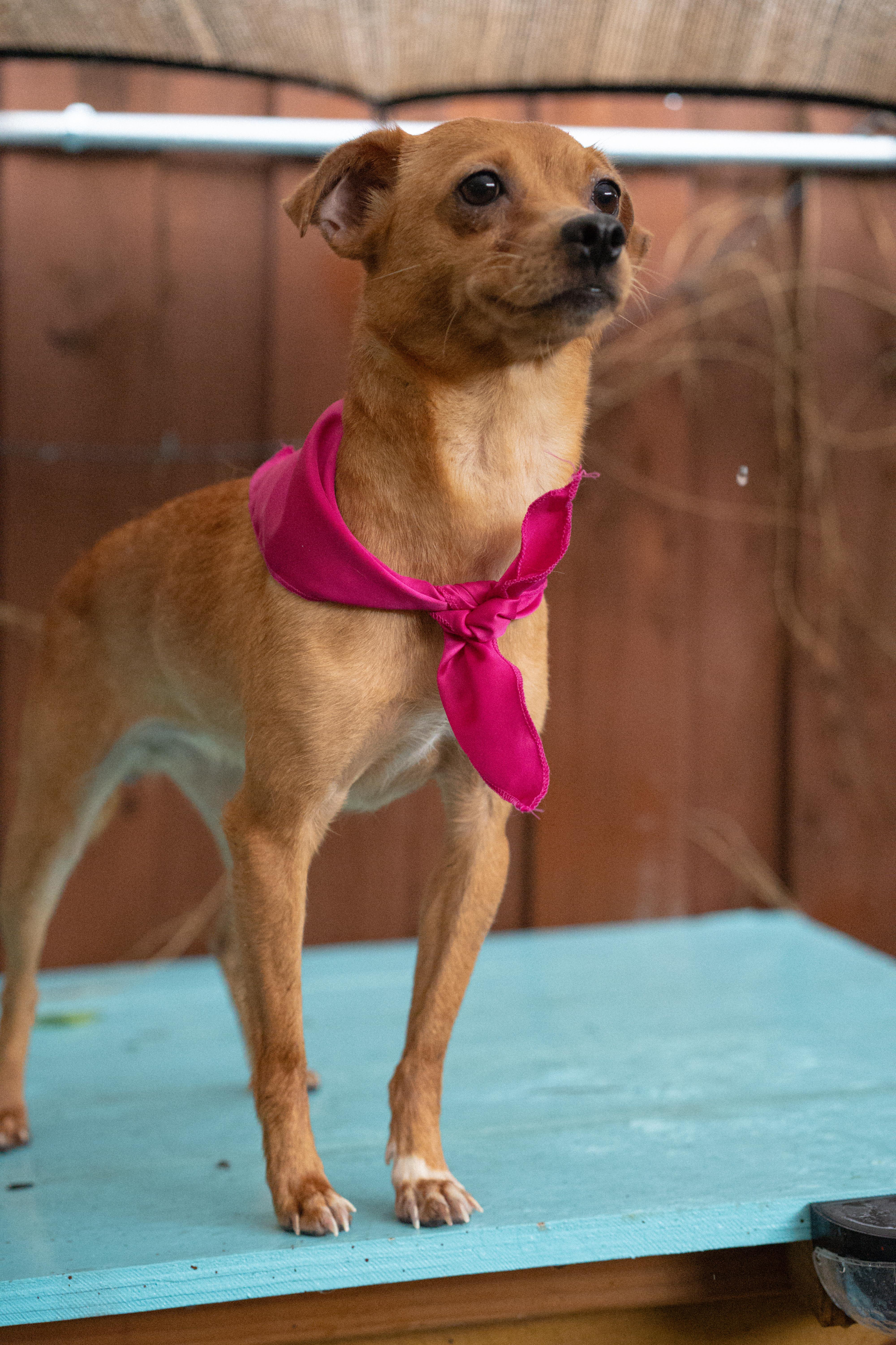 Enlarge Merlot, a Adopted mixed breed in Miramar, FL image 2/4