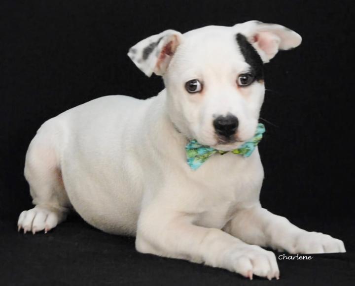 Noah, a Adoptable mixed breed in Newland, NC image 1/2