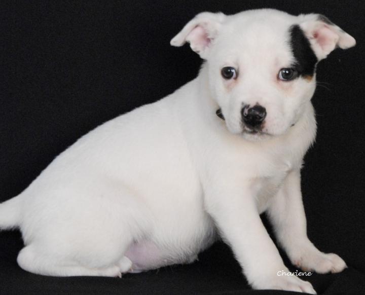 Noah, Adoptable, Puppy Male Terrier & Beagle.