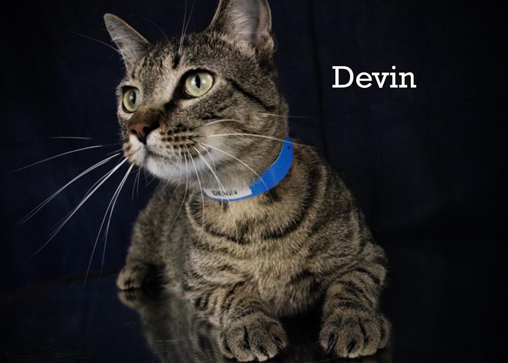 Devin, an adoptable Tabby in York, NE, 68467 | Photo Image 1