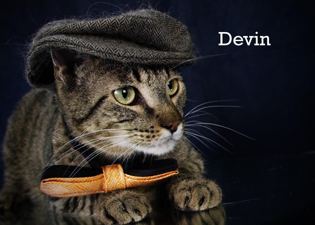 Devin, an adoptable Tabby in York, NE, 68467 | Photo Image 5
