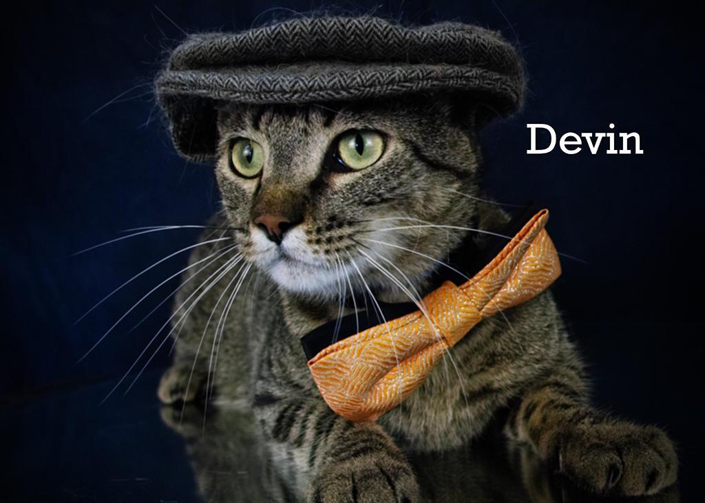 Devin, an adoptable Tabby in York, NE, 68467 | Photo Image 2