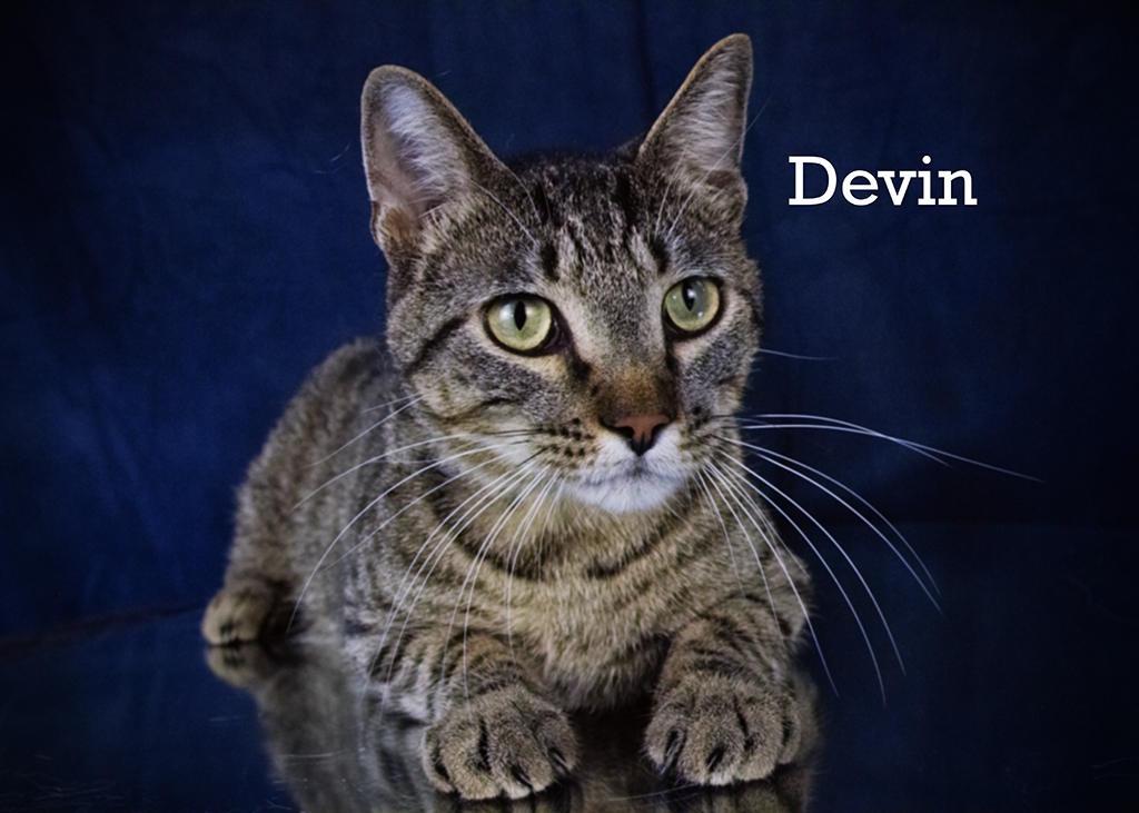 Devin, an adoptable Tabby in York, NE, 68467 | Photo Image 3