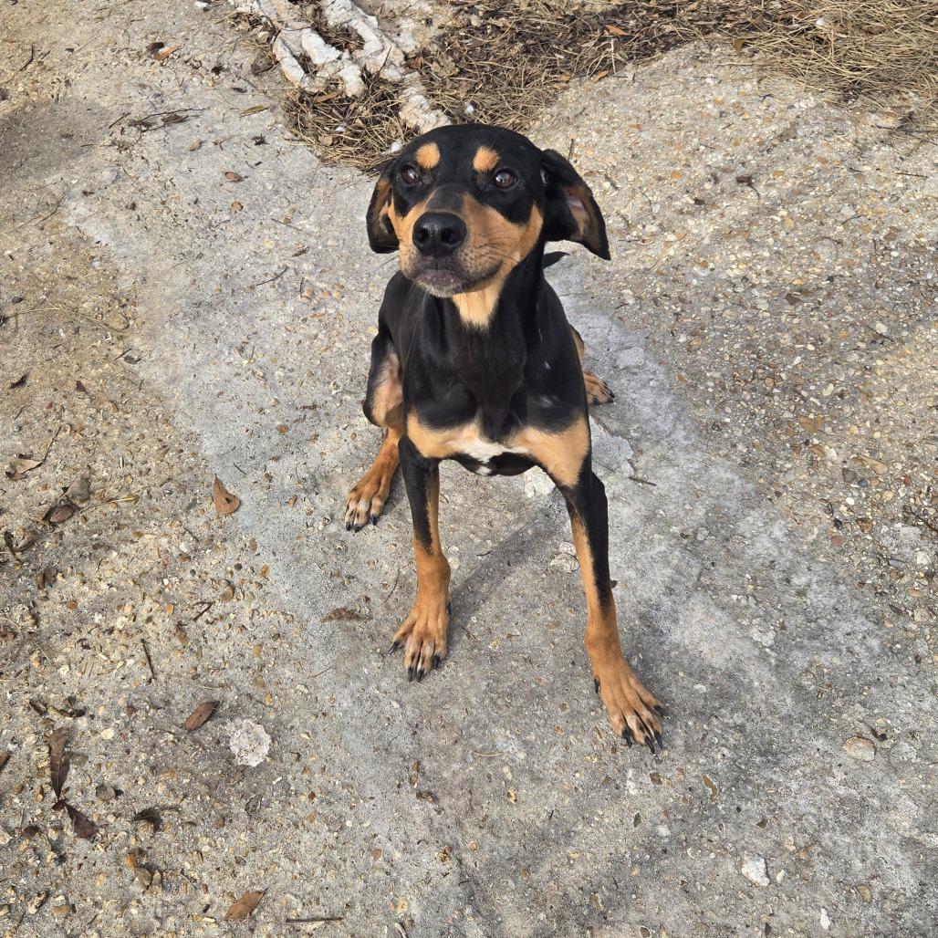 Fido, Adoptable, Adult Male Hound & Mixed Breed.