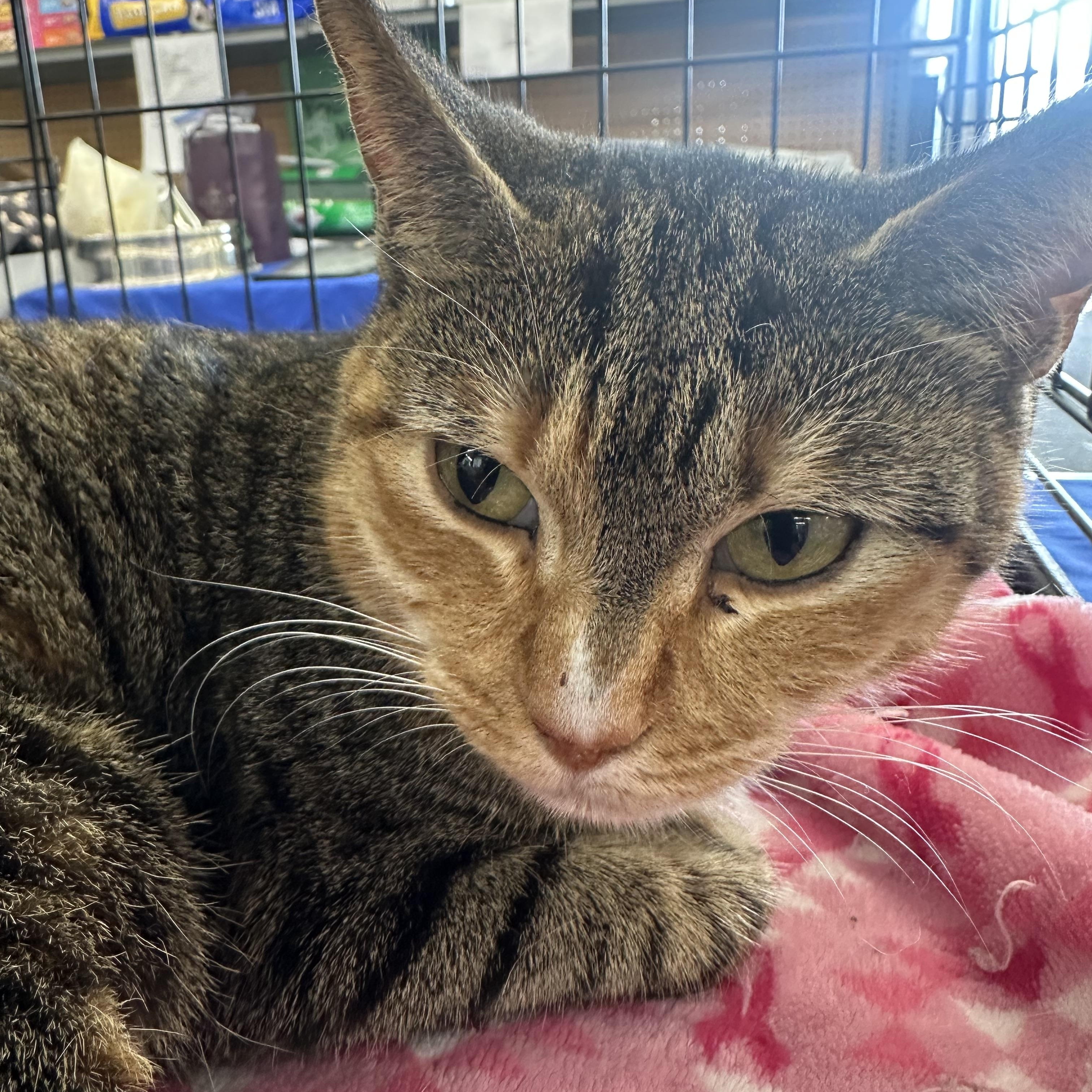 Enlarge Cinnamon Toast , a ADOPTABLE Domestic Short Hair in Easley, SC image 1/2