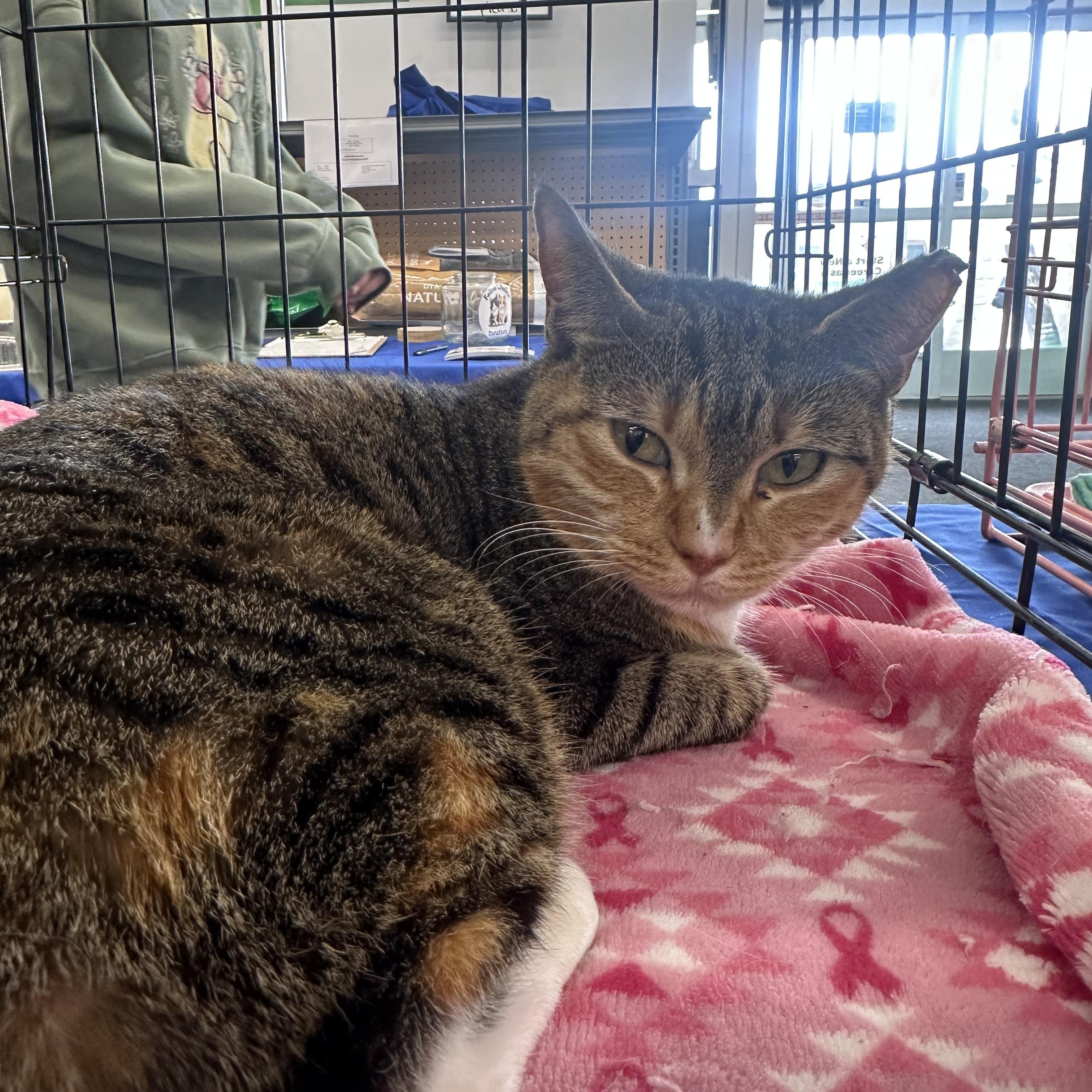 Enlarge Cinnamon Toast , a ADOPTABLE Domestic Short Hair in Easley, SC image 2/2