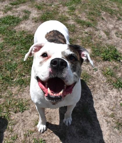 Enlarge Salem, a ADOPTABLE mixed breed in Inverness, FL image 2/2