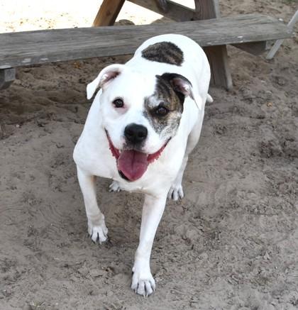 Salem, ADOPTABLE, Adult Male American Bulldog & Bulldog.