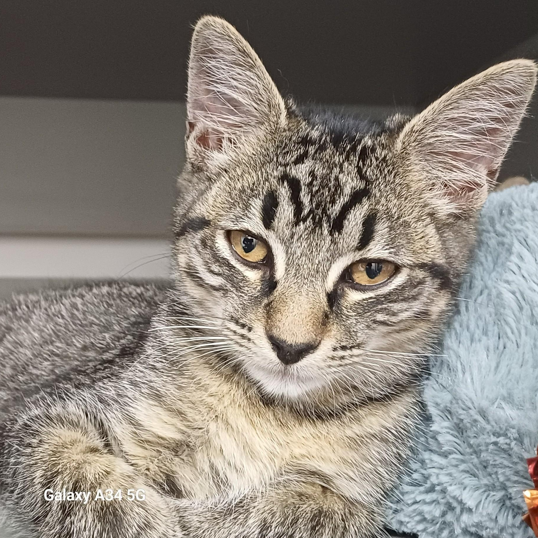 Orange Domestic Short Hair Cat