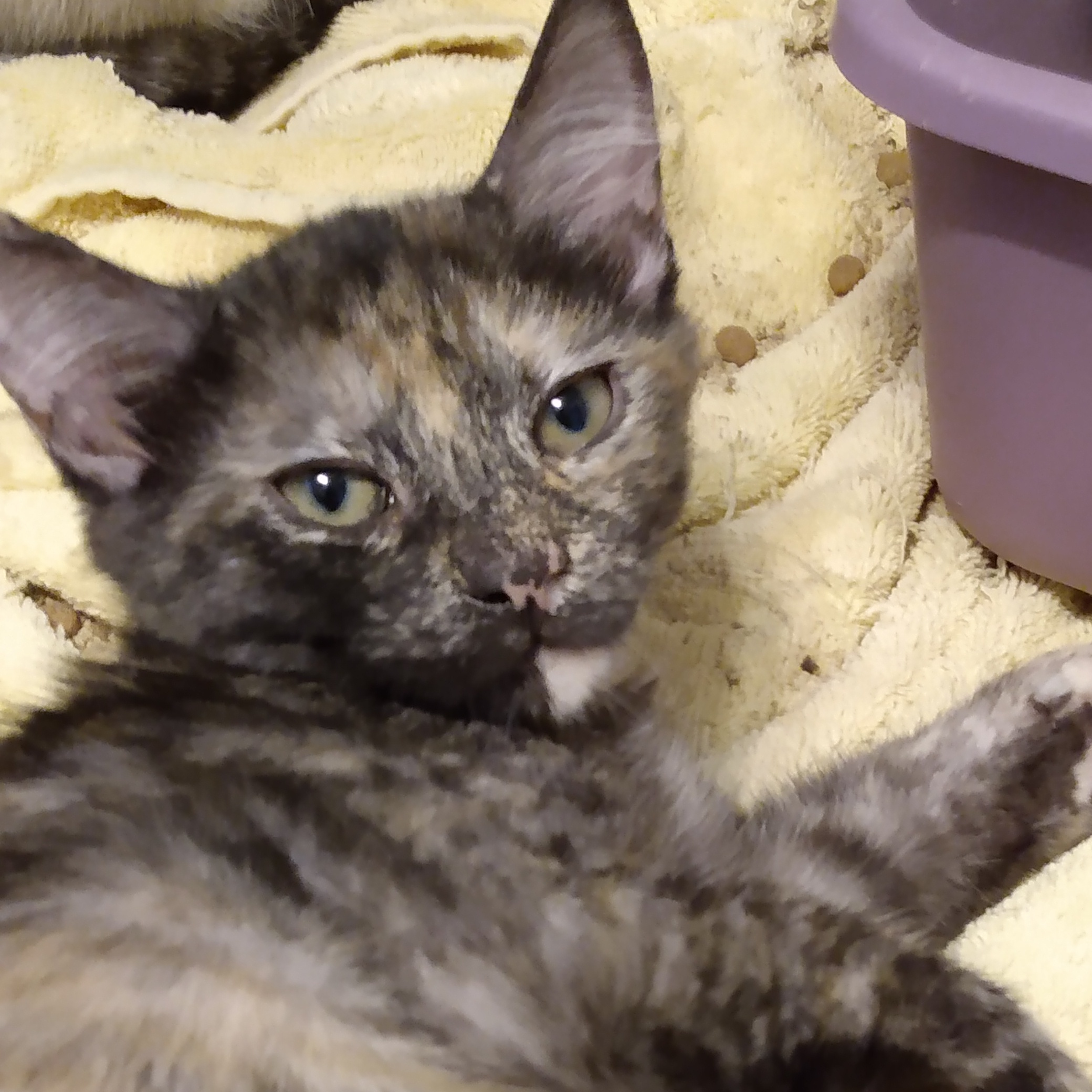 Matilda, Adopted, Kitten Female Tortoiseshell.