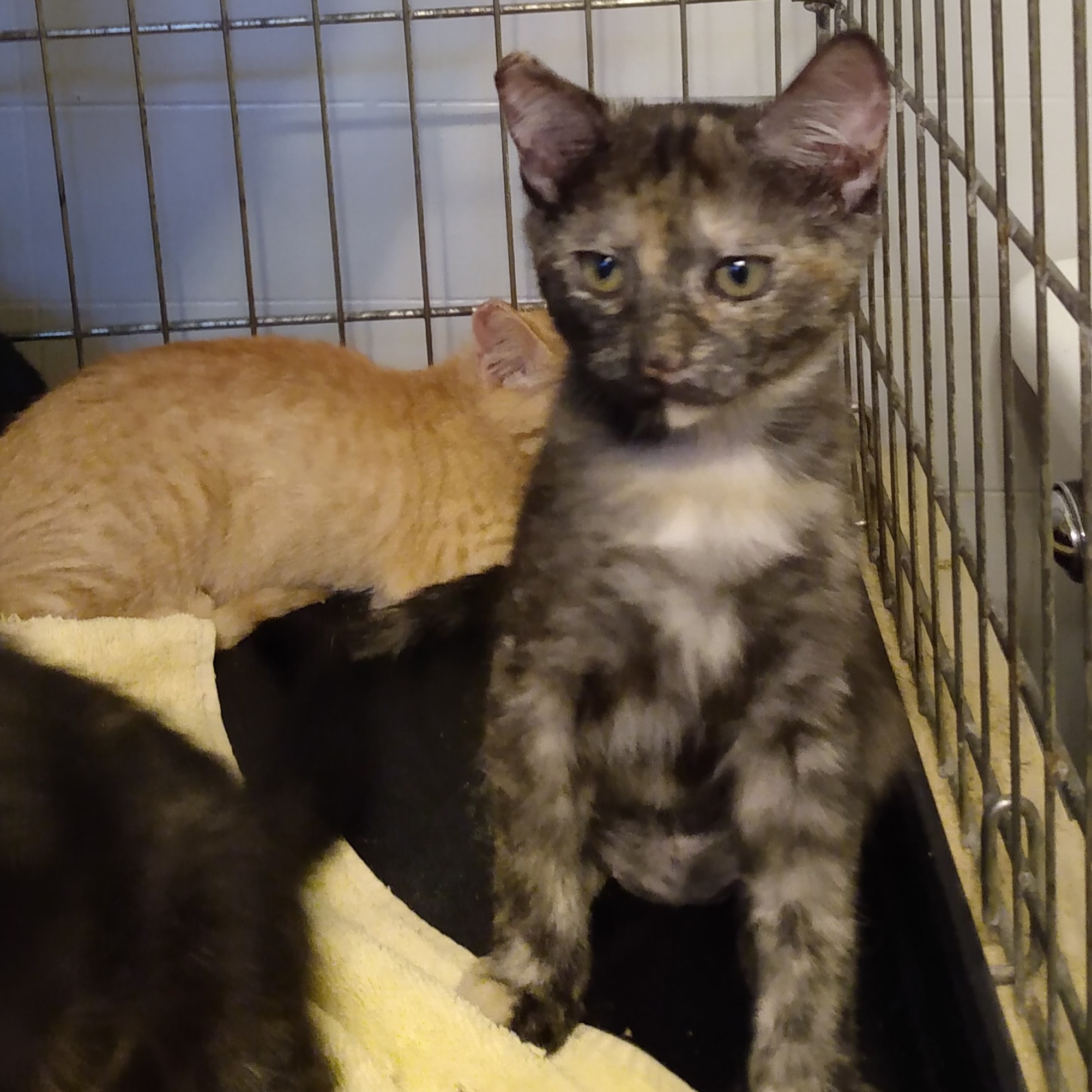 Enlarge Matilda, a Adopted Tortoiseshell in Sacramento, CA image 3/4