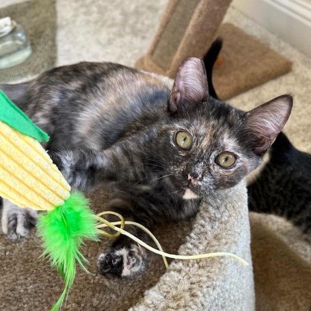 Enlarge Matilda, a Adopted Tortoiseshell in Sacramento, CA image 4/4