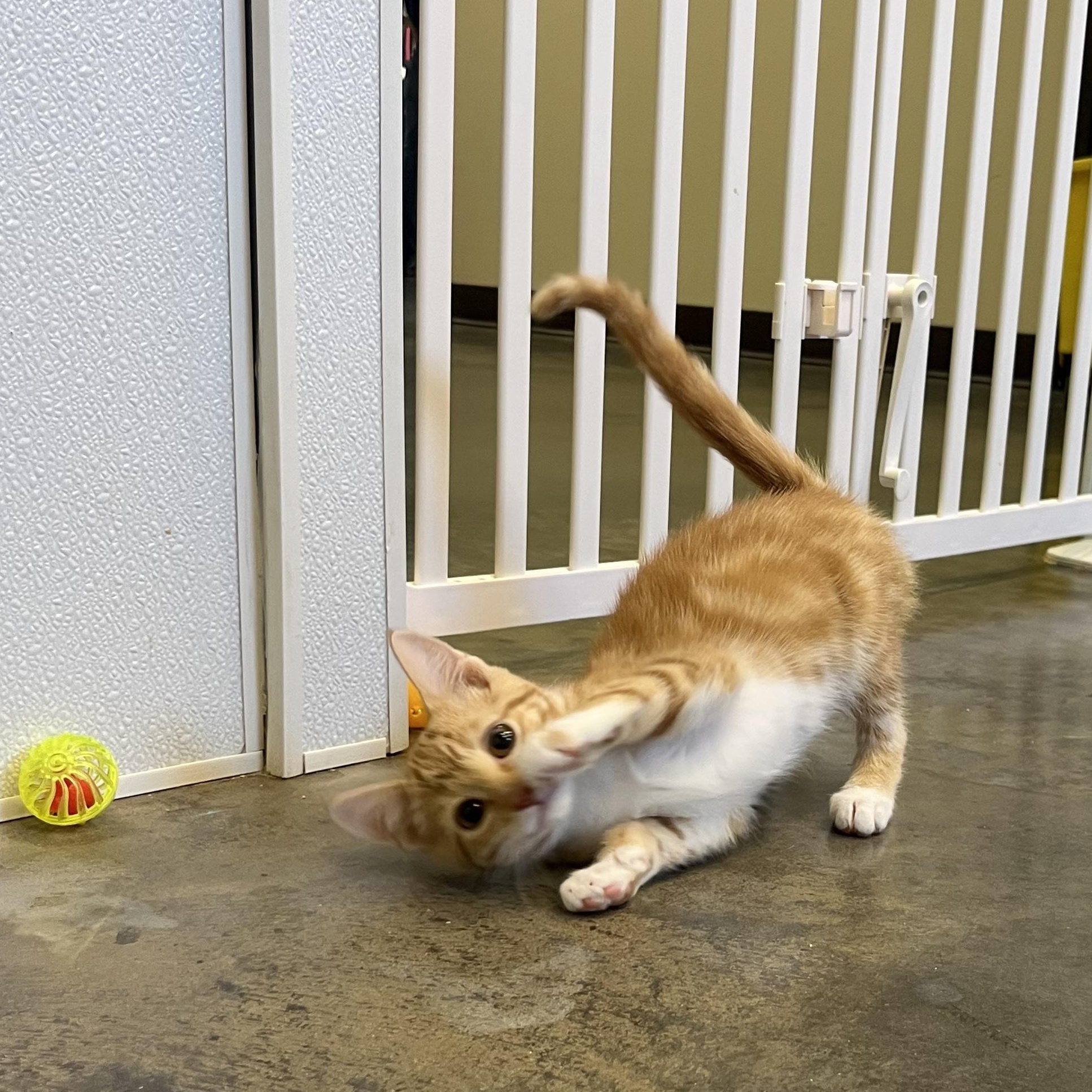 Fireball, an adopted Domestic Short Hair in Salisbury, NC image 3/6
