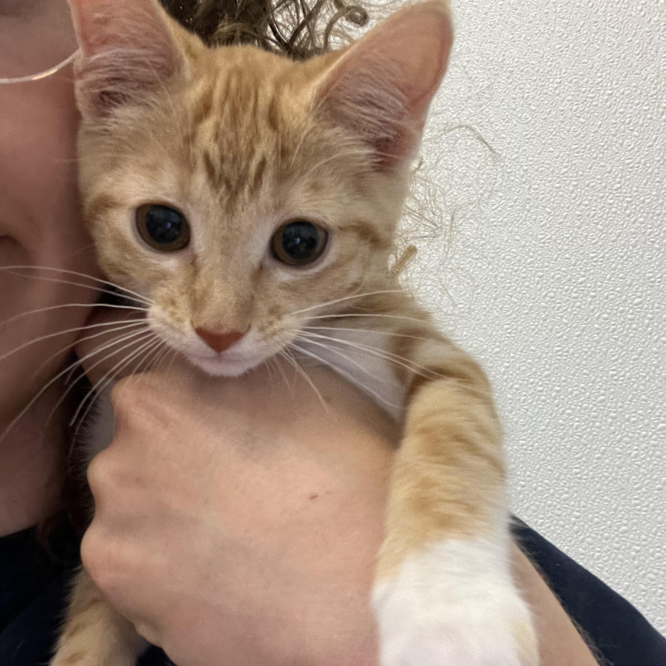 Fireball, an adopted Domestic Short Hair in Salisbury, NC image 5/6