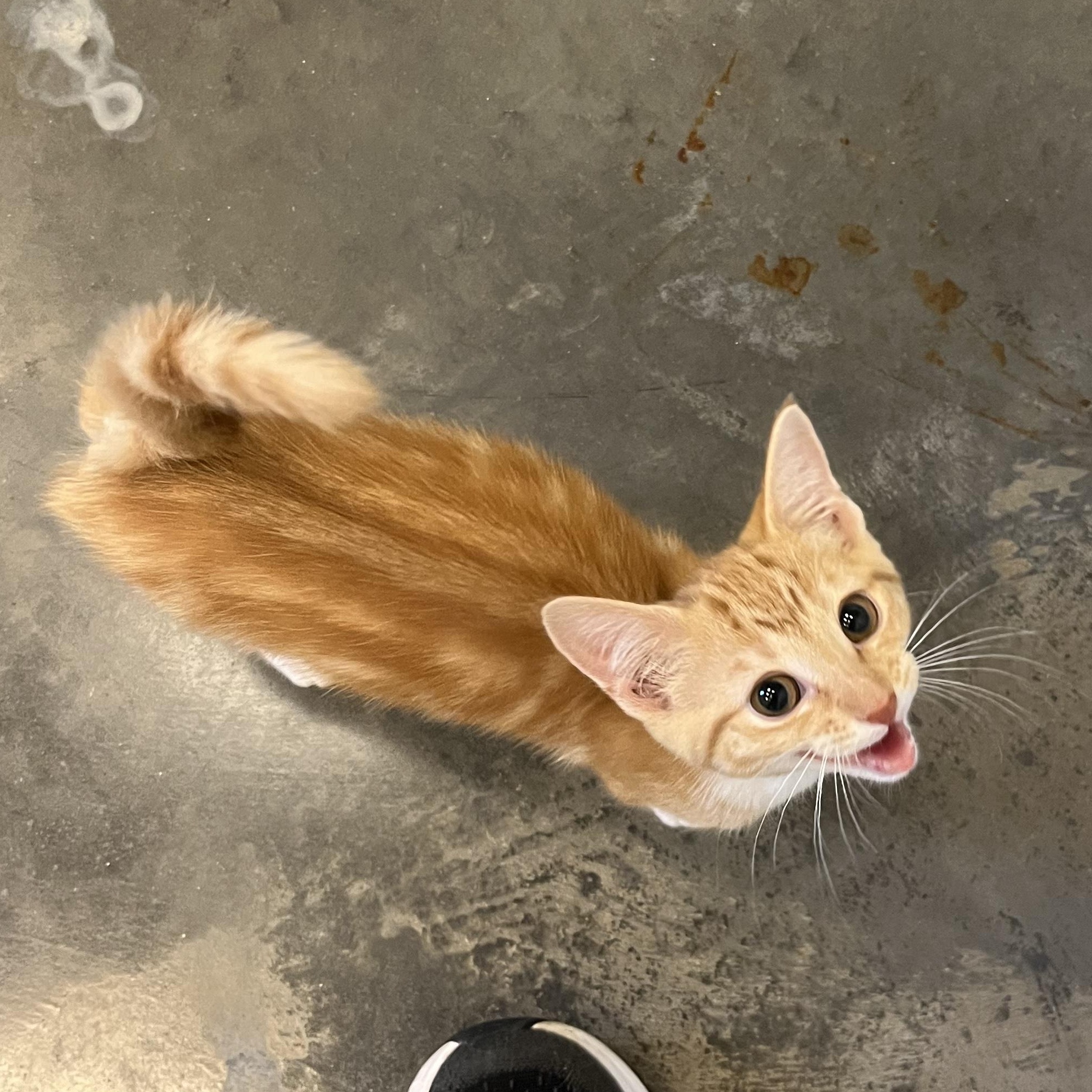 Fireball, adopted, Kitten Female Domestic Short Hair.
