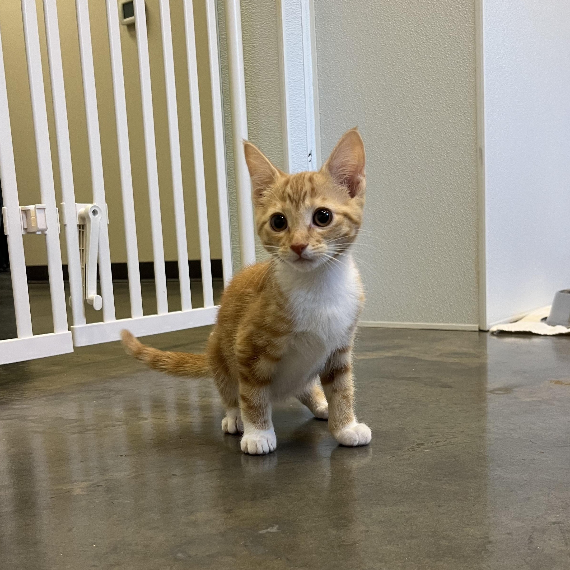 Fireball, an adopted Domestic Short Hair in Salisbury, NC image 2/6