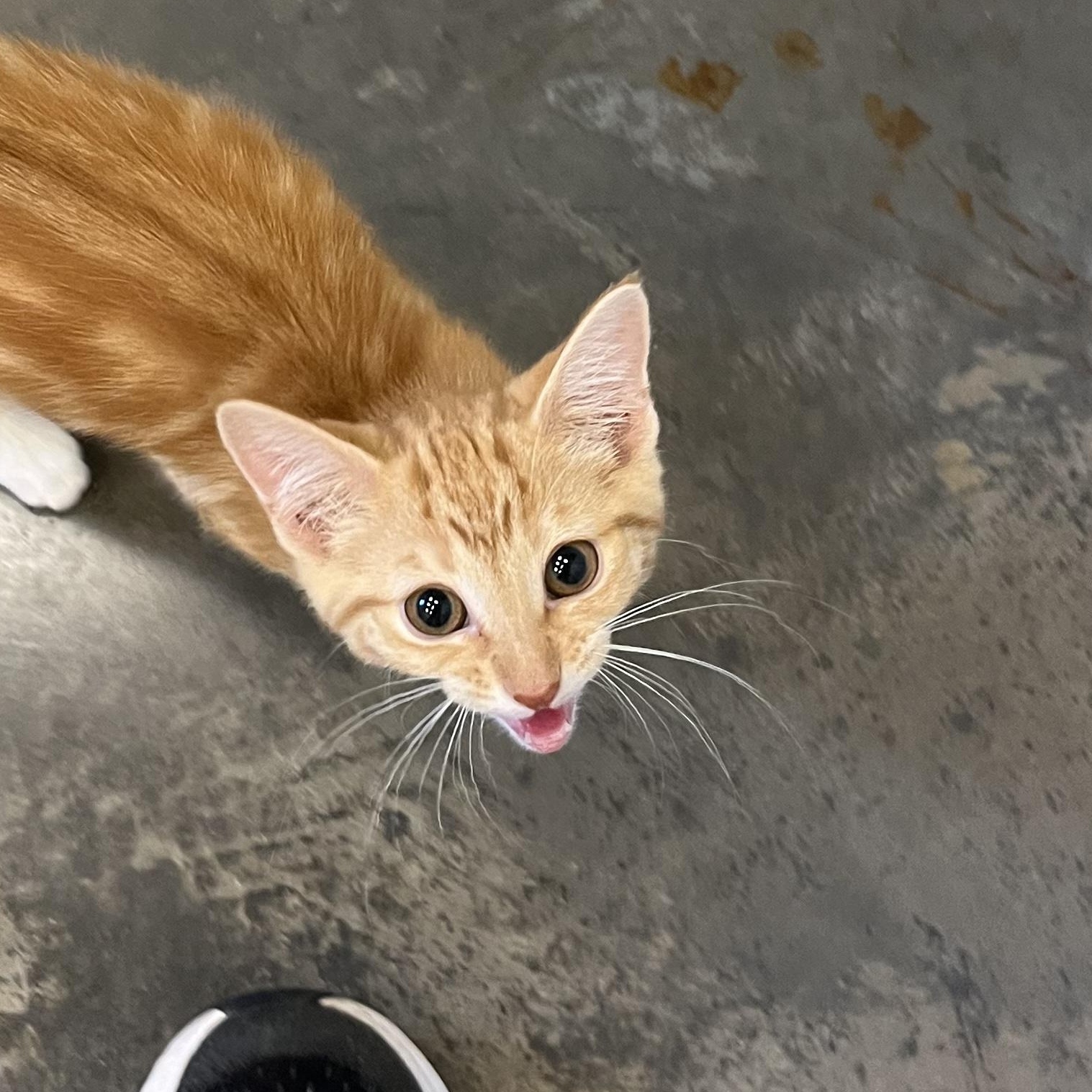 Fireball, an adopted Domestic Short Hair in Salisbury, NC image 6/6