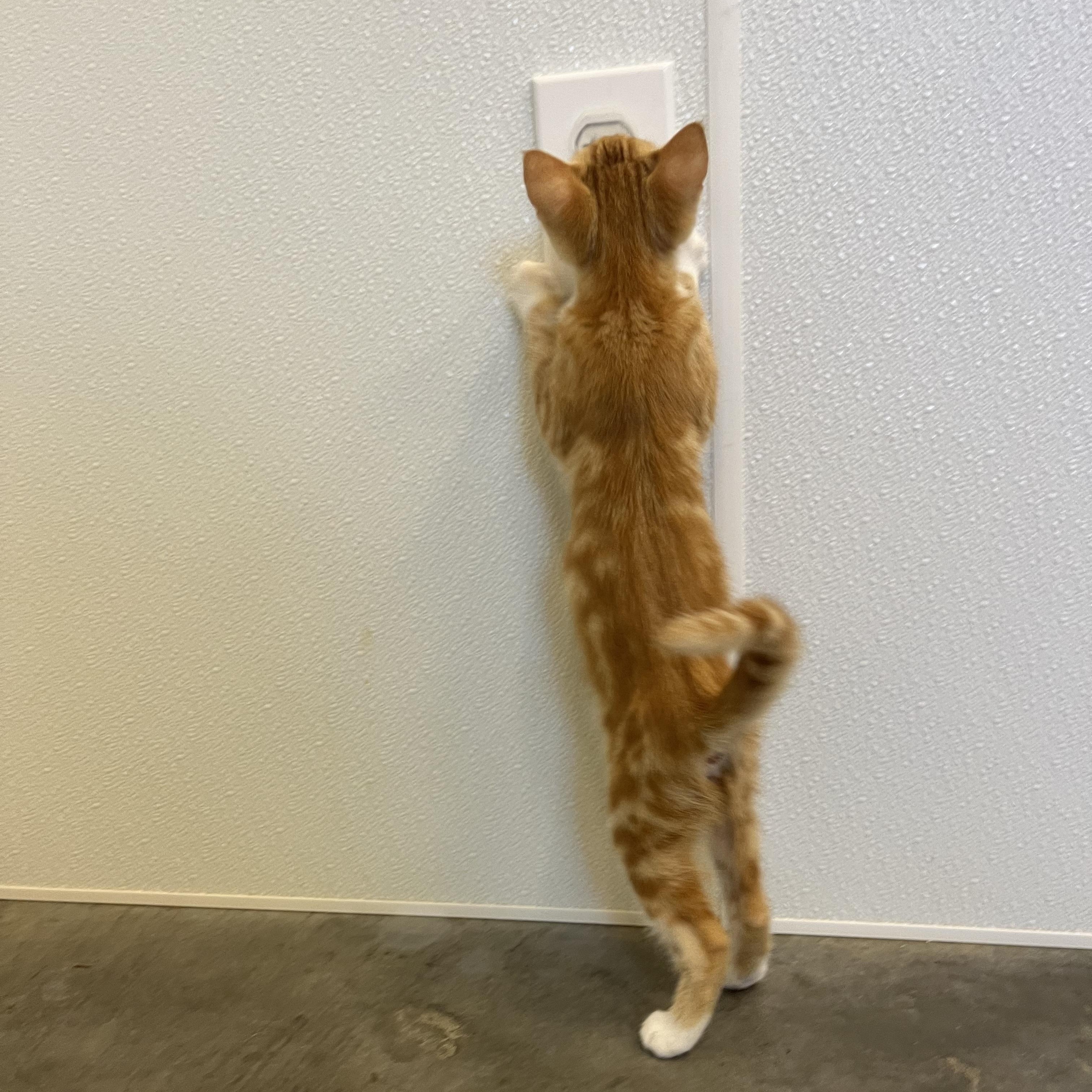 Fireball, an adopted Domestic Short Hair in Salisbury, NC image 4/6