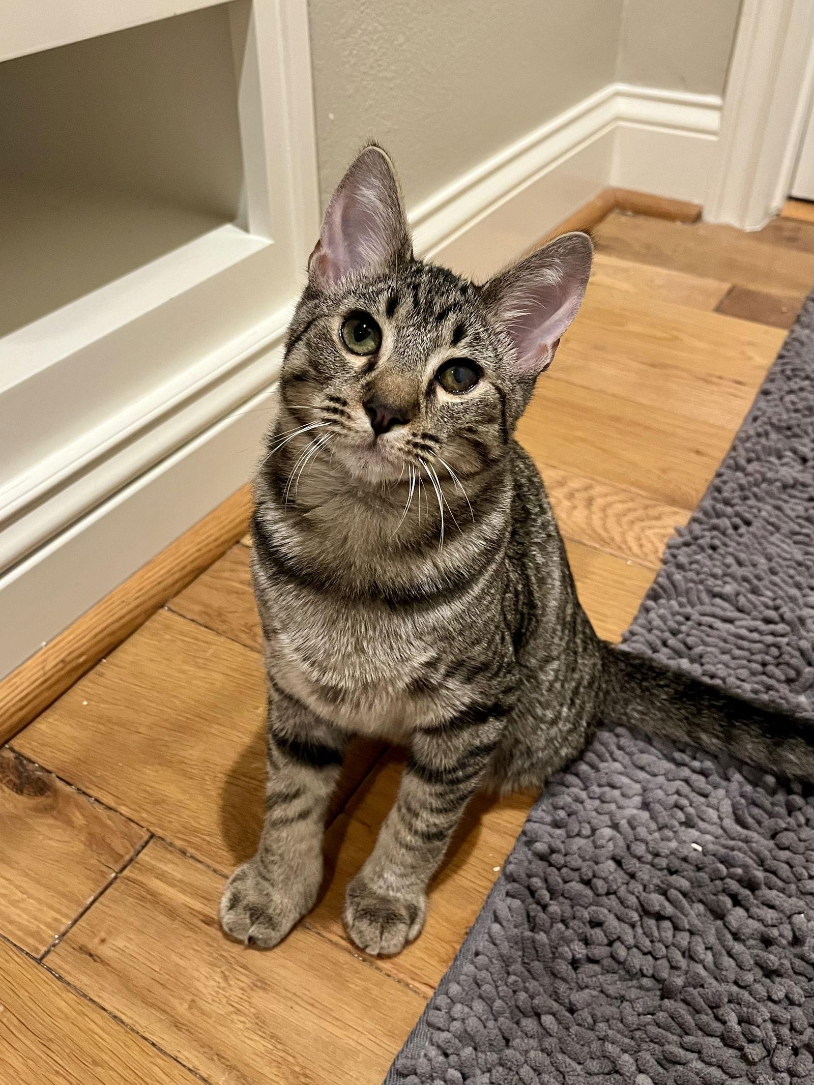 Triscuit, Adoptable, Kitten Male Domestic Short Hair.