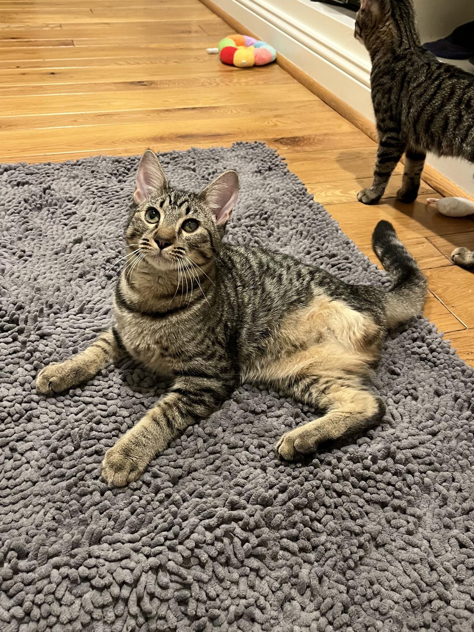 Triscuit, a Adoptable Domestic Short Hair in Long Beach, CA image 2/3