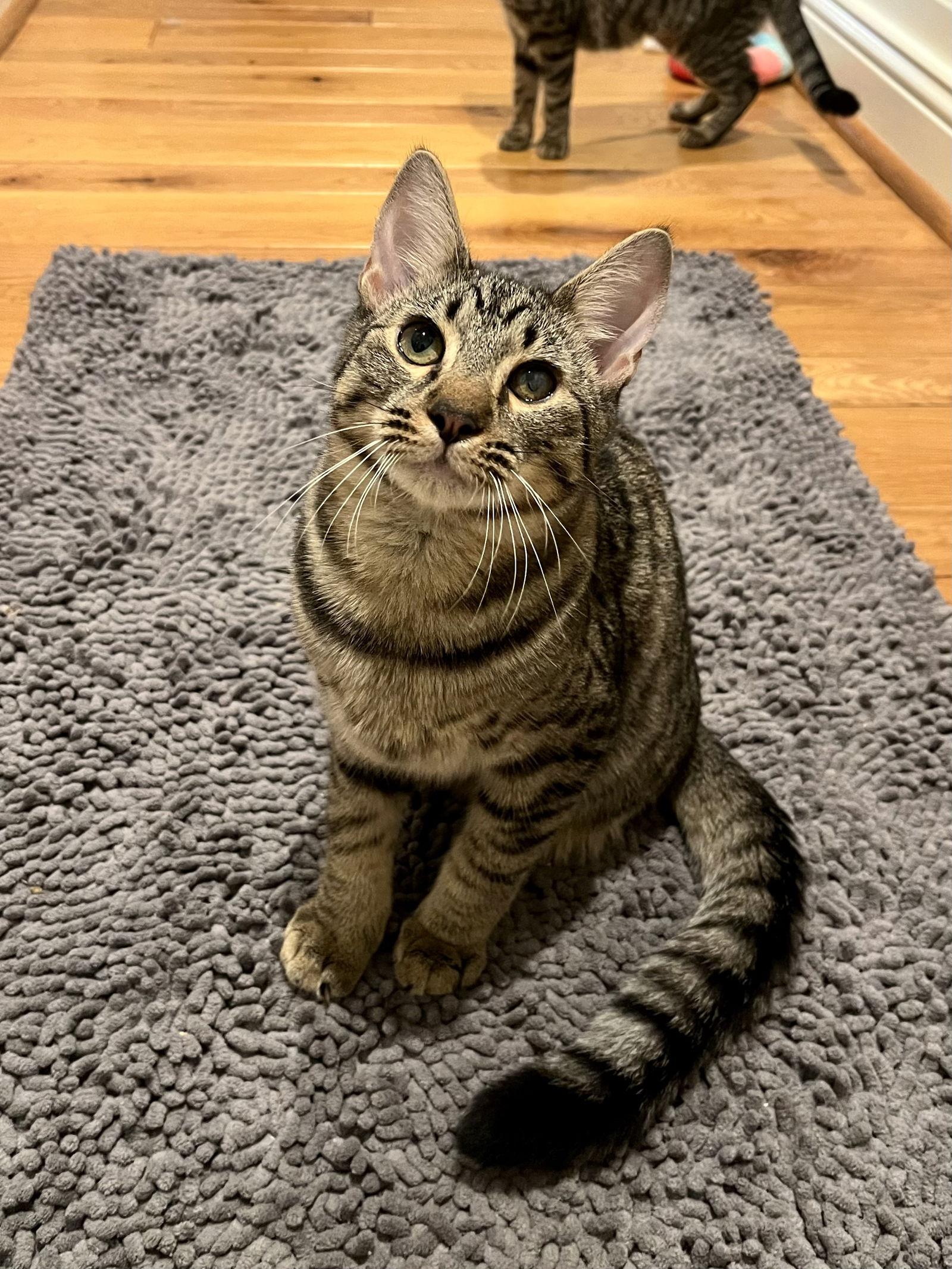 Triscuit, a Adoptable Domestic Short Hair in Long Beach, CA image 3/3